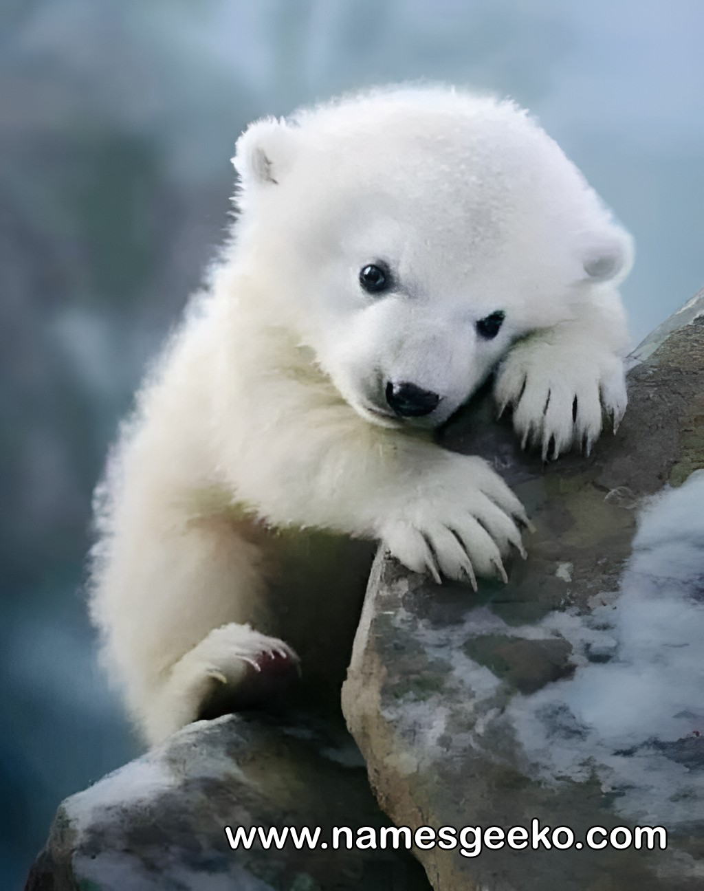 POLAR BEAR