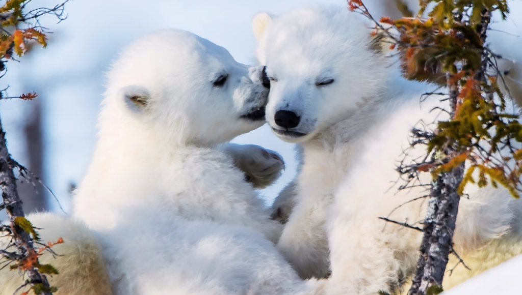 Baby Names for Pet Polar Bear