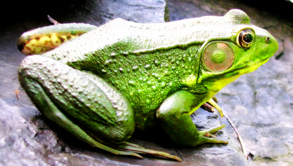 Best Frog and Toad Names