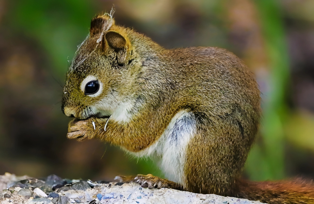 Best Names for Chipmunk