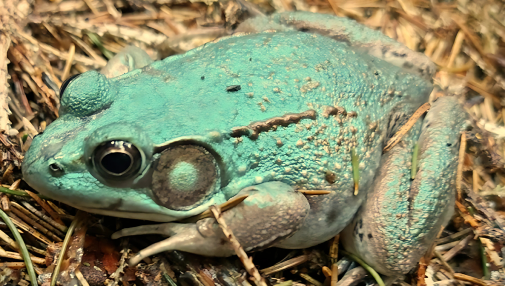 Cute Frog and Toad Names