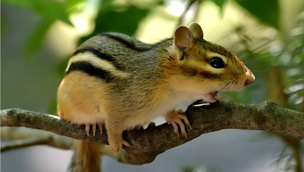 Famous Names for Chipmunk