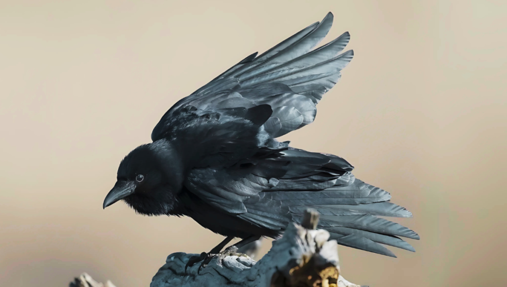 Famous Names for Crow