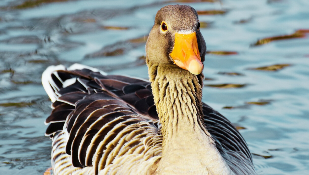 Famous Names for Goose