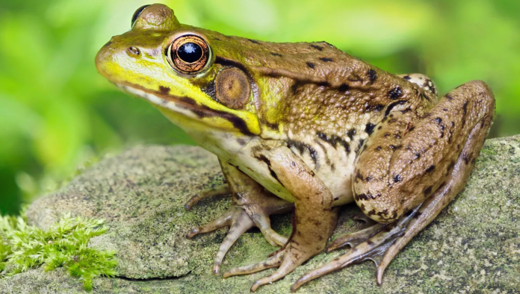 Female Frog