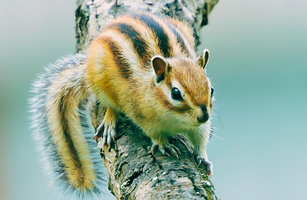 Funny Names for Chipmunk