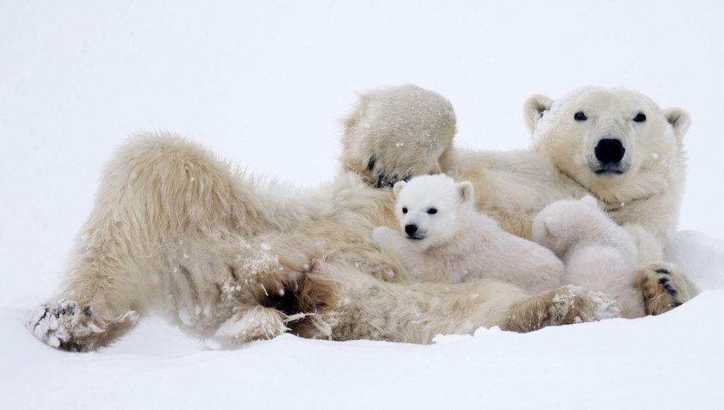 Gamer Pet Names for Polar Bear
