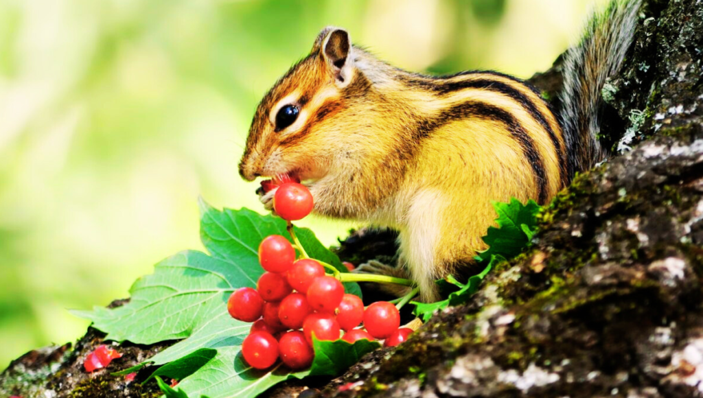 Good Names for Chipmunk