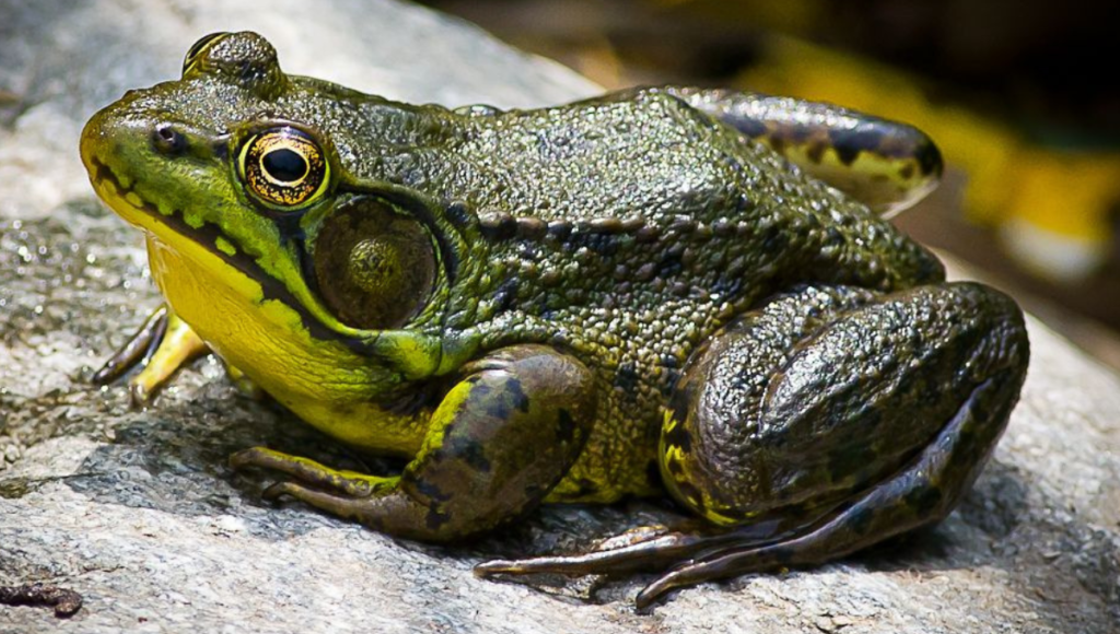 Male Frog and Toad Names