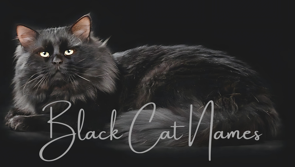 Pet Names for Magical Black Cat