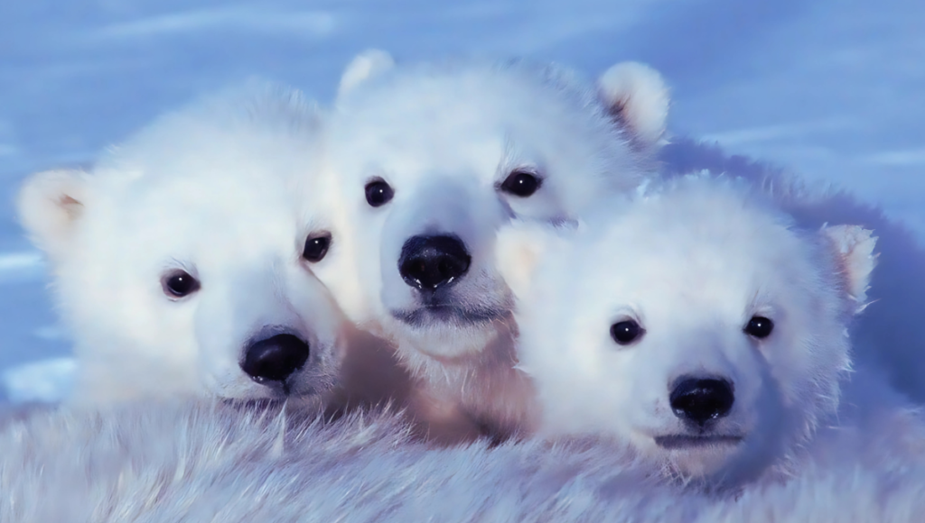 Tot Names for Pet Polar Bear