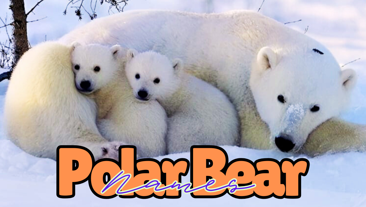 Unique Pet Names for Polar Bear