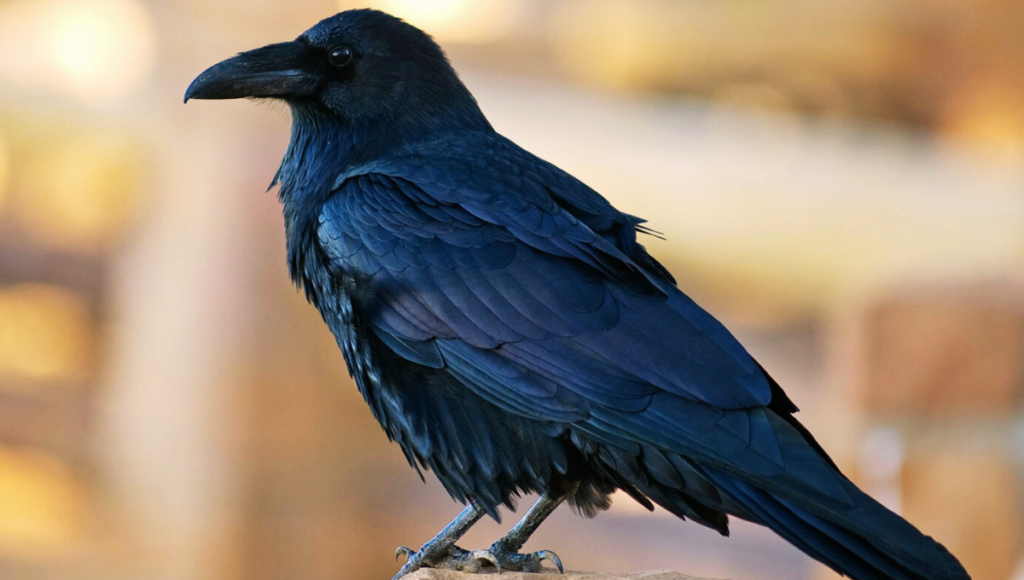 Famous Names for Crow