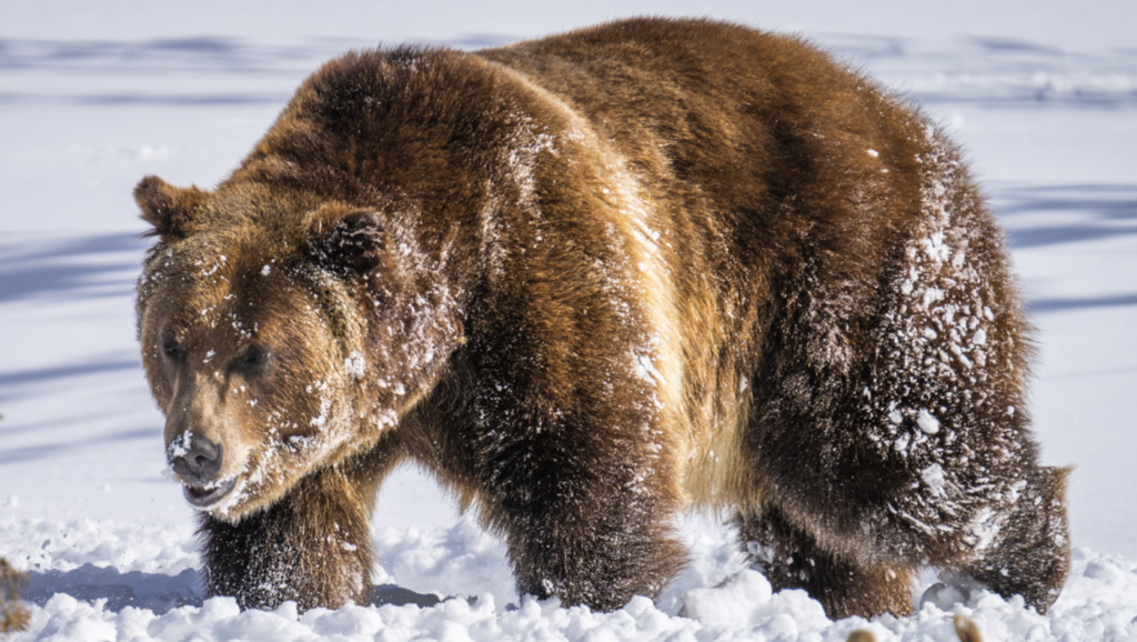 Best Pet Names For Bears