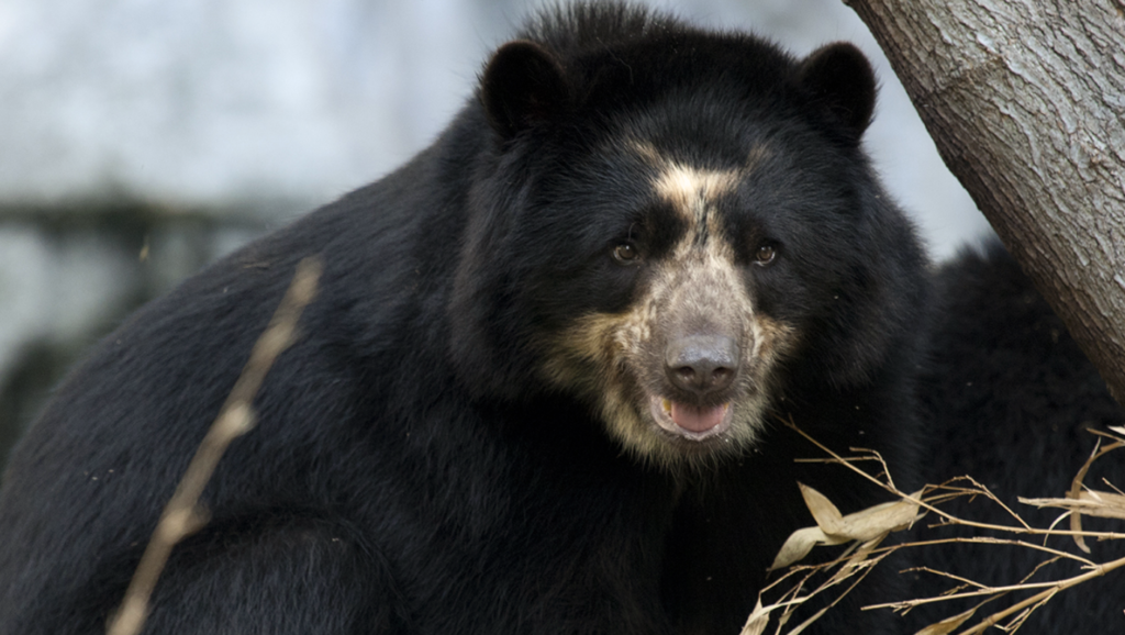 Chinese Pet Names For Bears