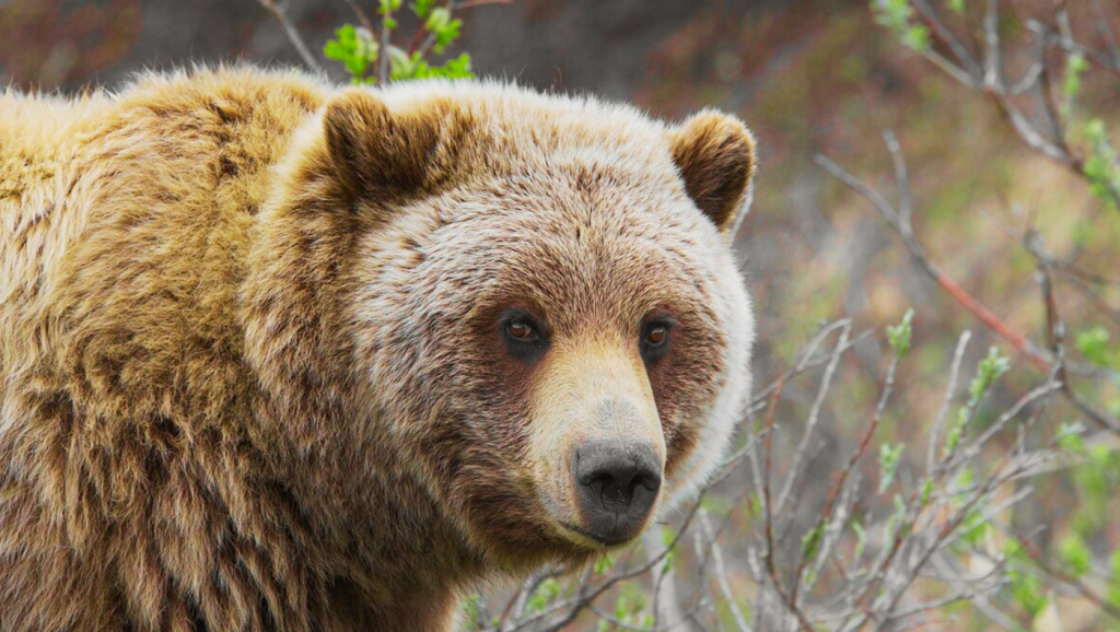 Cute Pet Names For Bears