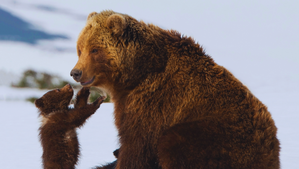 Famous Pet Names For Bears