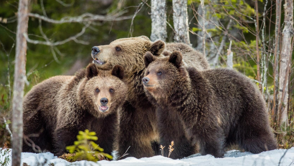 Funny Pet Names For Bears