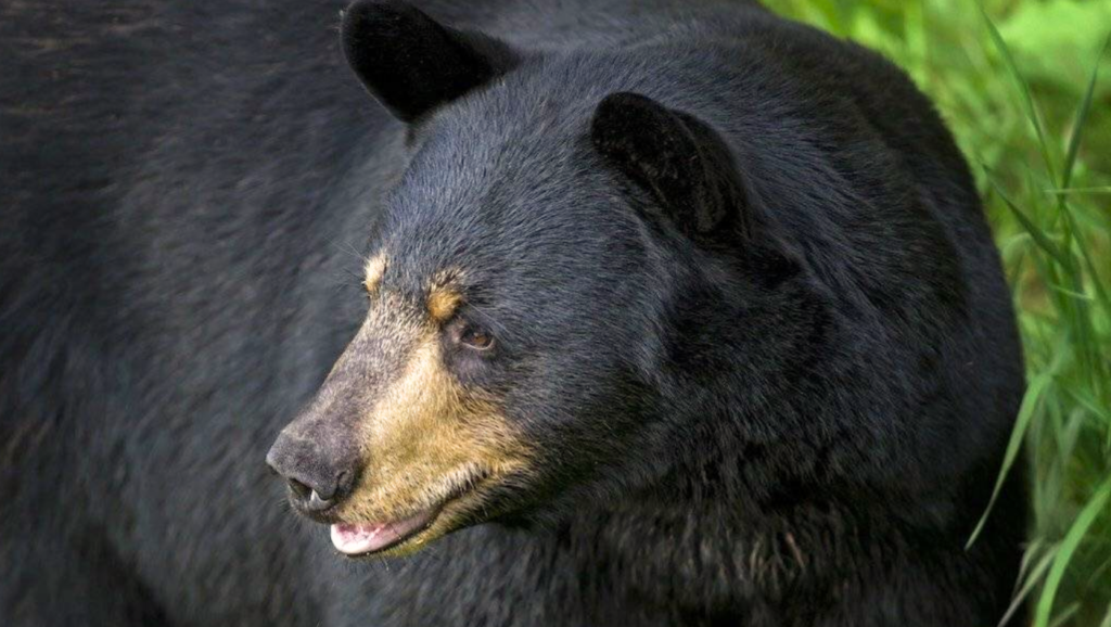 Japanese Pet Names For Bears