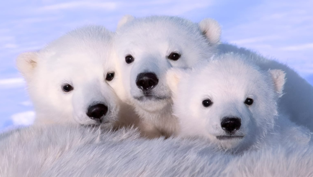 Russian Pet Names For Bears